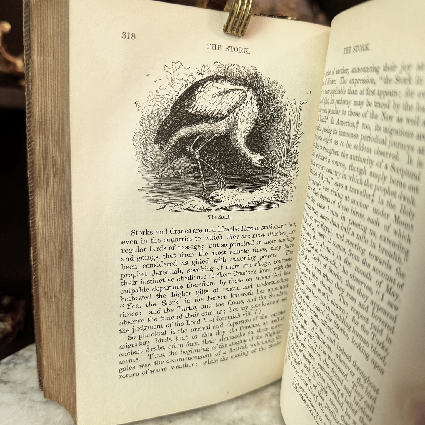 1865 A Familiar History of Birds by Edward Stanley Fine Leather Binding