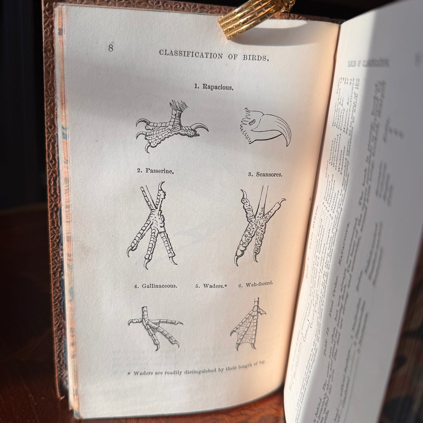 1864 A Familiar History of Birds by Edward Stanley Fine Leather Binding