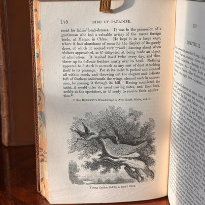 1864 A Familiar History of Birds by Edward Stanley Fine Leather Binding