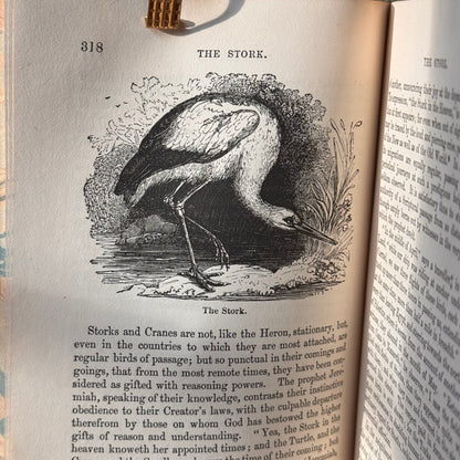 1864 A Familiar History of Birds by Edward Stanley Fine Leather Binding