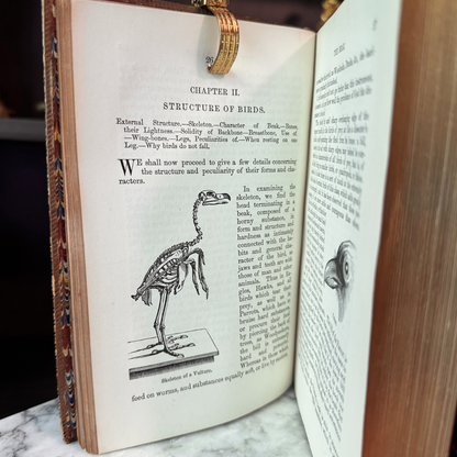 1865 A Familiar History of Birds by Edward Stanley Fine Leather Binding