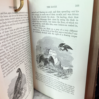 1865 A Familiar History of Birds by Edward Stanley Fine Leather Binding