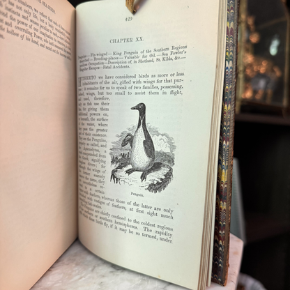 1865 A Familiar History of Birds by Edward Stanley Fine Leather Binding