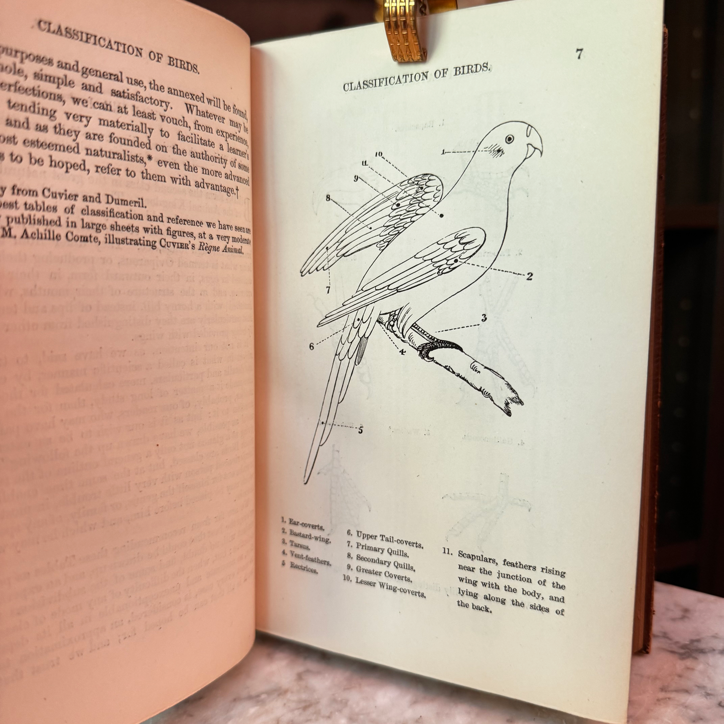 1865 A Familiar History of Birds by Edward Stanley Fine Leather Binding
