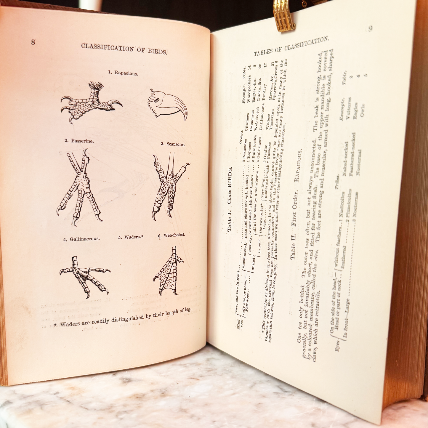 1865 A Familiar History of Birds by Edward Stanley Fine Leather Binding
