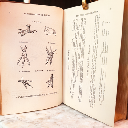 1865 A Familiar History of Birds by Edward Stanley Fine Leather Binding